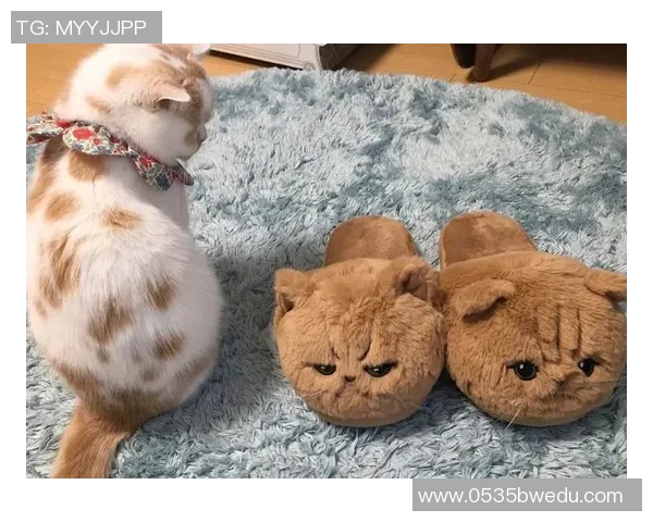 足球明星们在休闲时光中观看猫咪视频的趣味瞬间揭秘